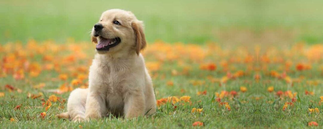 Sinhala essays for grade 5 picture