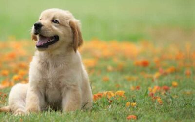 My pet-(මගේ සුරතලා)